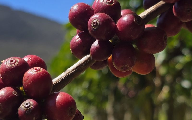 Única cidade do Nordeste na disputa, Piatã coloca 13 cafés entre os melhores do Brasil